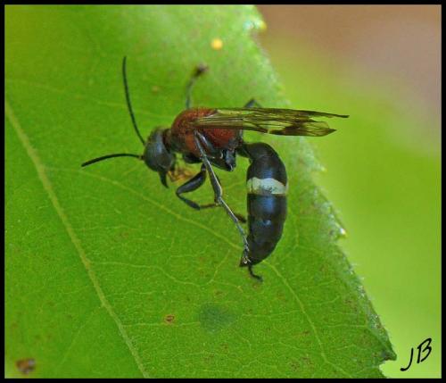 Réf. 190 911 : Oryttus concinnus